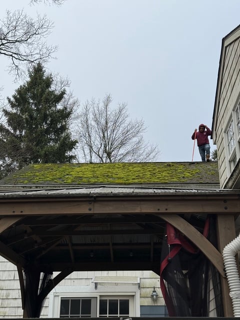 Moss-covered roof before cleaning