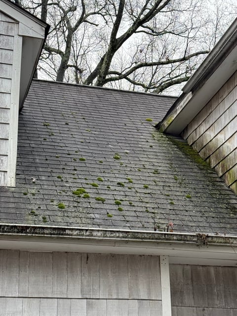 Moss-covered roof before cleaning